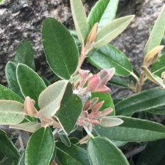 Olearia megalophylla at Mount Clear, ACT - 28 Nov 2021