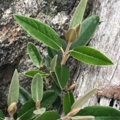 Olearia megalophylla at Mount Clear, ACT - 28 Nov 2021