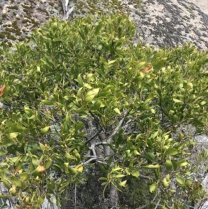 Acacia melanoxylon at Mount Clear, ACT - 28 Nov 2021