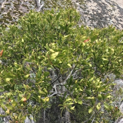 Acacia melanoxylon (Blackwood) at Namadgi National Park - 28 Nov 2021 by Ned_Johnston