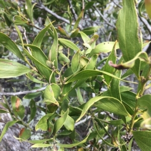 Acacia melanoxylon at Mount Clear, ACT - 28 Nov 2021