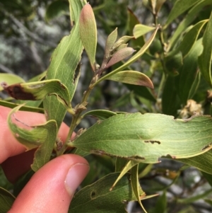 Acacia melanoxylon at Mount Clear, ACT - 28 Nov 2021