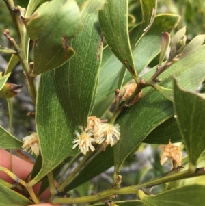 Acacia melanoxylon at Mount Clear, ACT - 28 Nov 2021