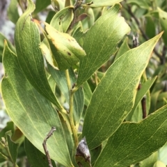 Acacia melanoxylon at Mount Clear, ACT - 28 Nov 2021