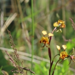 Diuris semilunulata (Late Leopard Orchid) at Rendezvous Creek, ACT - 28 Nov 2021 by SandraH