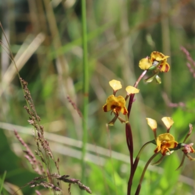 Diuris semilunulata (Late Leopard Orchid) at Rendezvous Creek, ACT - 28 Nov 2021 by SandraH