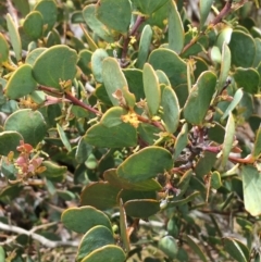 Acacia alpina at Mount Clear, ACT - 28 Nov 2021