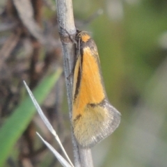Philobota undescribed species near arabella (A concealer moth) at Rob Roy Range - 20 Oct 2021 by michaelb