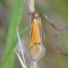 Philobota undescribed species near arabella at Conder, ACT - 20 Oct 2021