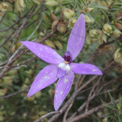 Glossodia major (Wax Lip Orchid) at Conder, ACT - 20 Oct 2021 by MichaelBedingfield