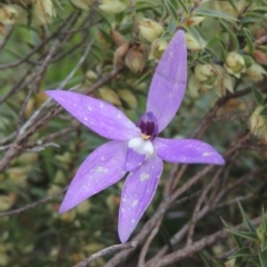 Glossodia major (Wax Lip Orchid) at Conder, ACT - 20 Oct 2021 by michaelb