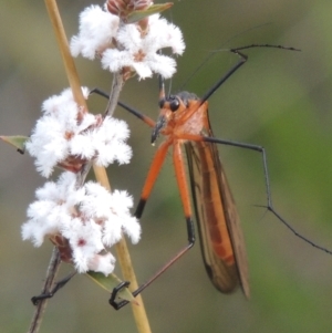 Harpobittacus australis at Conder, ACT - 20 Oct 2021