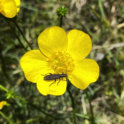 Eleale aspera (Clerid beetle) at QPRC LGA - 29 Nov 2021 by Wandiyali