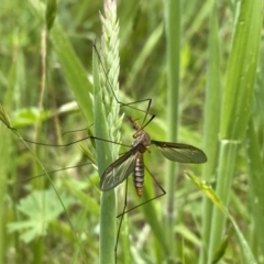 Leptotarsus (Macromastix) costalis (Common Brown Crane Fly) at QPRC LGA - 21 Nov 2021 by Wandiyali