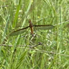 Leptotarsus (Macromastix) costalis at Googong, NSW - 21 Nov 2021