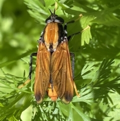 Pelecorhynchus fulvus (Orange cap-nosed fly) at Giralang, ACT - 29 Nov 2021 by mcosgrove