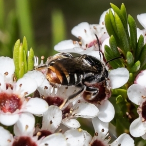 Lipotriches (Austronomia) ferricauda at Acton, ACT - 29 Nov 2021