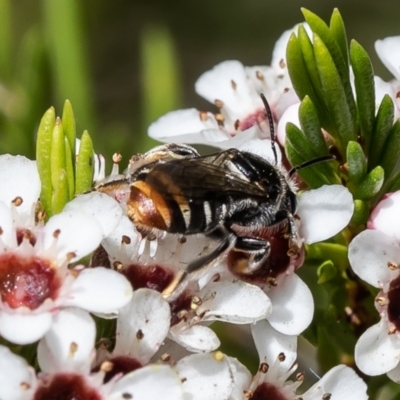 Lipotriches (Austronomia) ferricauda (Halictid bee) at Acton, ACT - 29 Nov 2021 by Roger