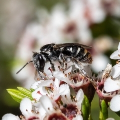 Lipotriches (Austronomia) ferricauda at Acton, ACT - 29 Nov 2021 12:16 PM