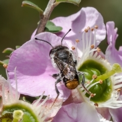 Megachile ferox (Resin bee) at Acton, ACT - 29 Nov 2021 by Roger