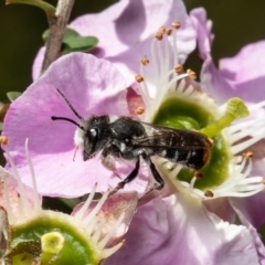 Megachile ferox at Acton, ACT - 29 Nov 2021 11:07 AM