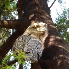 Podargus strigoides (Tawny Frogmouth) at Garran, ACT - 28 Nov 2021 by ruthkerruish