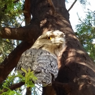 Podargus strigoides (Tawny Frogmouth) at Red Hill to Yarralumla Creek - 28 Nov 2021 by ruthkerruish