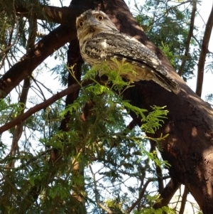 Podargus strigoides at Garran, ACT - suppressed