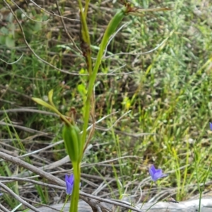 Diuris sulphurea at Jerrabomberra, ACT - suppressed