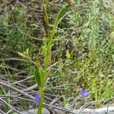 Diuris sulphurea (Tiger Orchid) at Jerrabomberra, ACT - 29 Nov 2021 by Mike