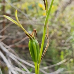 Diuris sulphurea at Jerrabomberra, ACT - suppressed