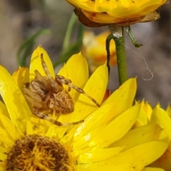 Salsa fuliginata (Sooty Orb-weaver) at Wanniassa Hill - 29 Nov 2021 by Mike