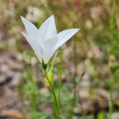 Wahlenbergia stricta subsp. stricta (Tall Bluebell) at Jerrabomberra, ACT - 29 Nov 2021 by Mike