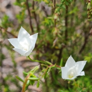 Wahlenbergia stricta subsp. stricta at Jerrabomberra, ACT - 29 Nov 2021