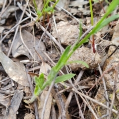 Wahlenbergia stricta subsp. stricta at Jerrabomberra, ACT - 29 Nov 2021