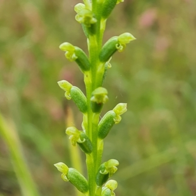 Microtis sp. (Onion Orchid) at Wanniassa Hill - 29 Nov 2021 by Mike
