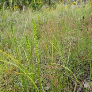 Microtis sp. at Jerrabomberra, ACT - 29 Nov 2021