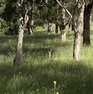 Macropus giganteus at Wanniassa, ACT - 29 Nov 2021 04:43 PM