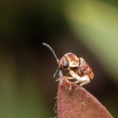 Cadmus sp. (genus) (Unidentified Cadmus leaf beetle) at Macgregor, ACT - 29 Nov 2021 by Roger