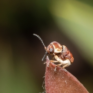 Cadmus sp. (genus) at Macgregor, ACT - 29 Nov 2021