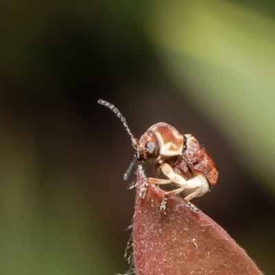 Cadmus sp. (genus) (Unidentified Cadmus leaf beetle) at Macgregor, ACT - 29 Nov 2021 by Roger