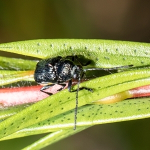 Aporocera (Aporocera) scabrosa at Macgregor, ACT - 29 Nov 2021