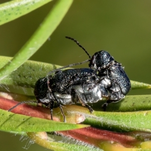 Aporocera (Aporocera) scabrosa at Macgregor, ACT - 29 Nov 2021