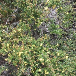 Phebalium squamulosum subsp. ozothamnoides at Mount Clear, ACT - 28 Nov 2021 01:11 PM