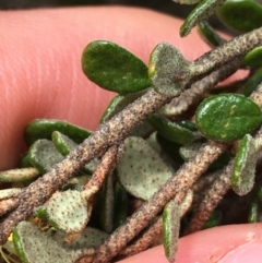 Phebalium squamulosum subsp. ozothamnoides at Mount Clear, ACT - 28 Nov 2021