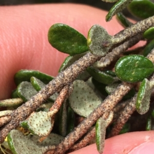 Phebalium squamulosum subsp. ozothamnoides at Mount Clear, ACT - 28 Nov 2021