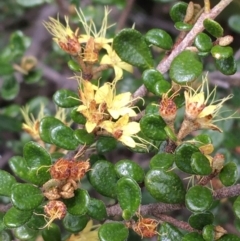 Phebalium squamulosum subsp. ozothamnoides at Mount Clear, ACT - 28 Nov 2021