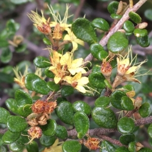 Phebalium squamulosum subsp. ozothamnoides at Mount Clear, ACT - 28 Nov 2021