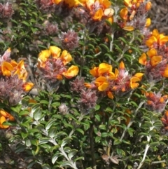 Oxylobium ellipticum (Common Shaggy Pea) at Mount Clear, ACT - 28 Nov 2021 by NedJohnston