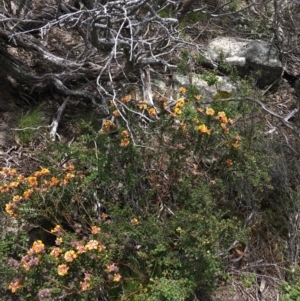 Oxylobium ellipticum at Mount Clear, ACT - 28 Nov 2021